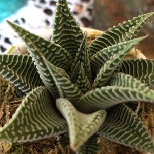 Meet your Posher, Connie